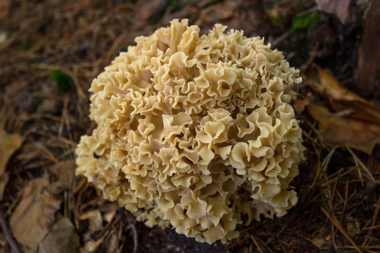 mushroom spongy cauliflower mushroom free photo