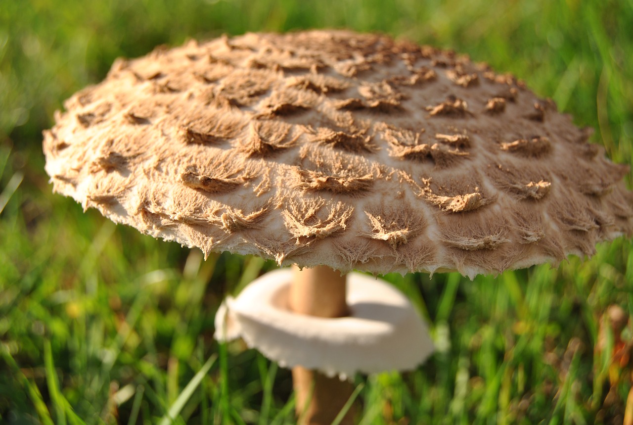 mushroom black forest autumn free photo