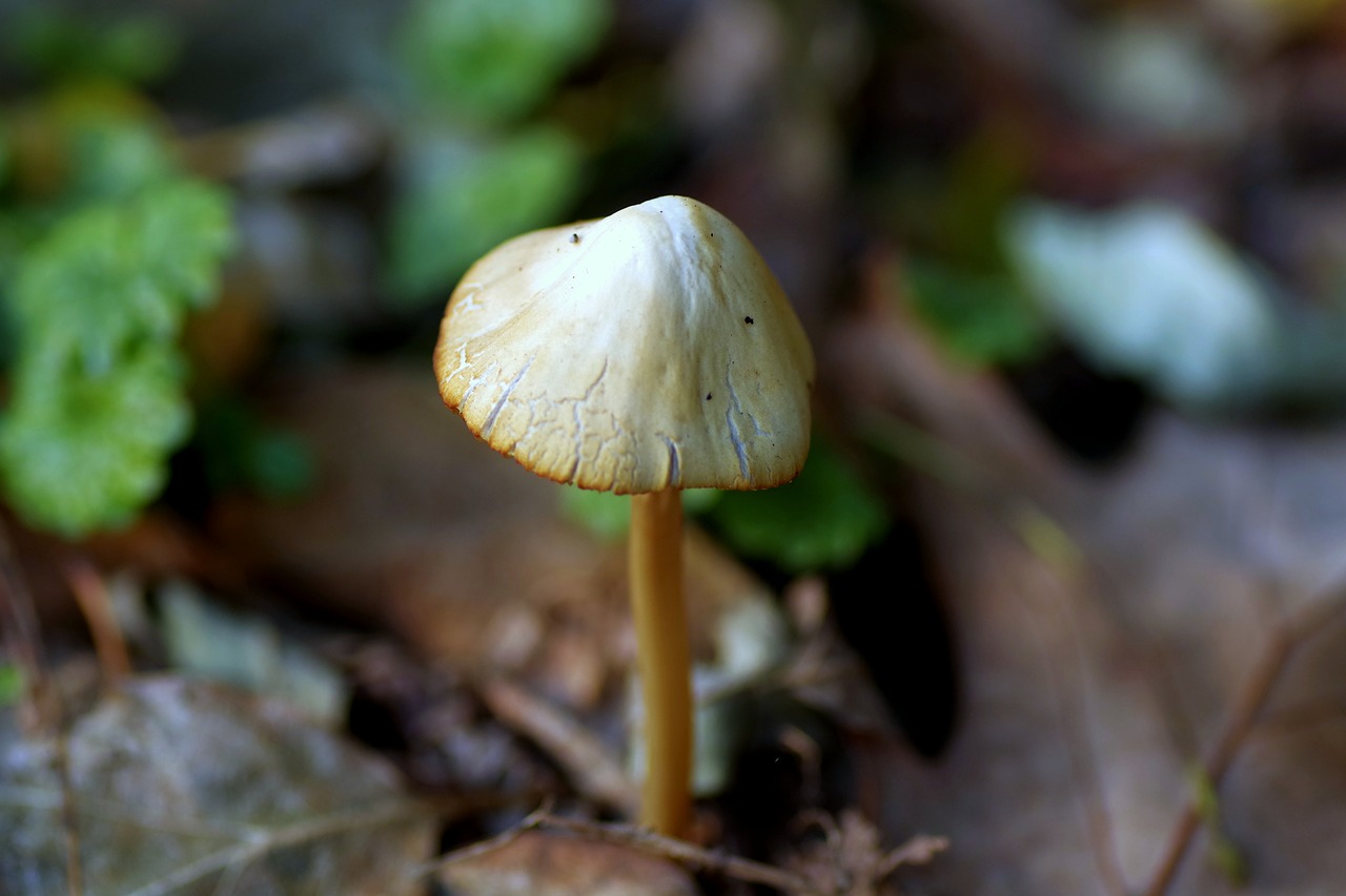 mushroom hat laminar free photo