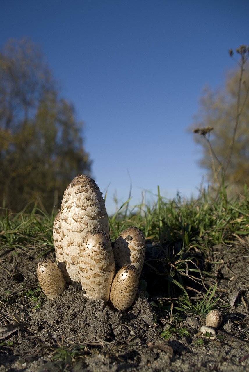 mushroom autumn schopf comatus free photo