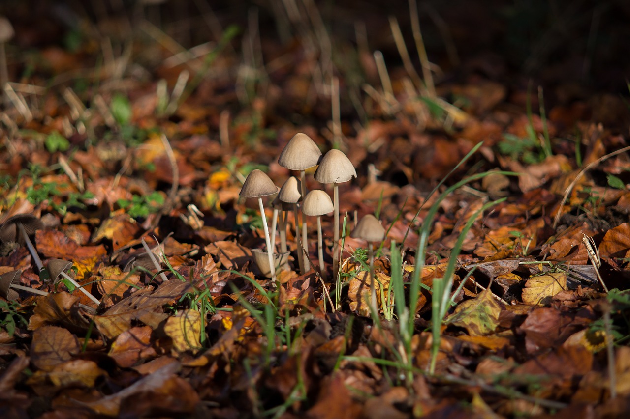 mushroom autumn autumn mood free photo