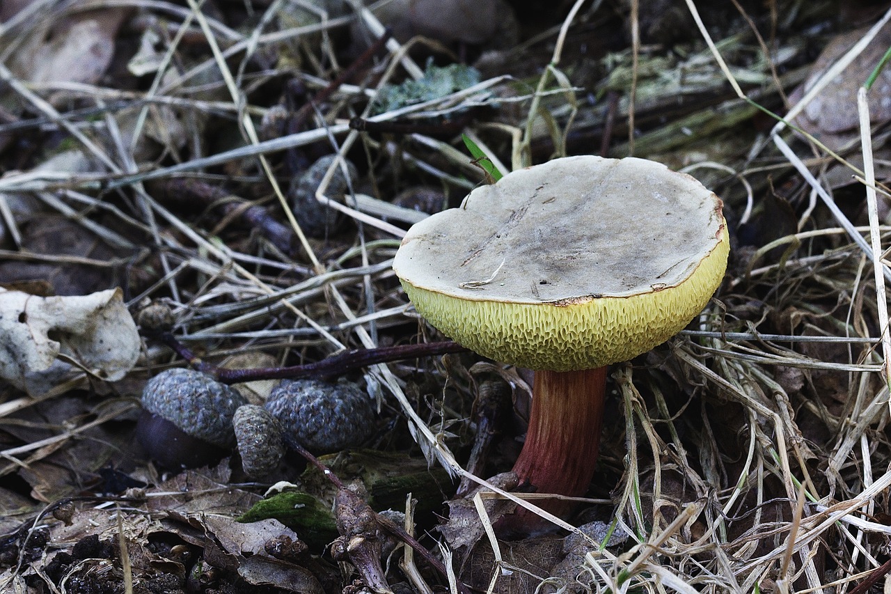 mushroom toadstool poisonous free photo