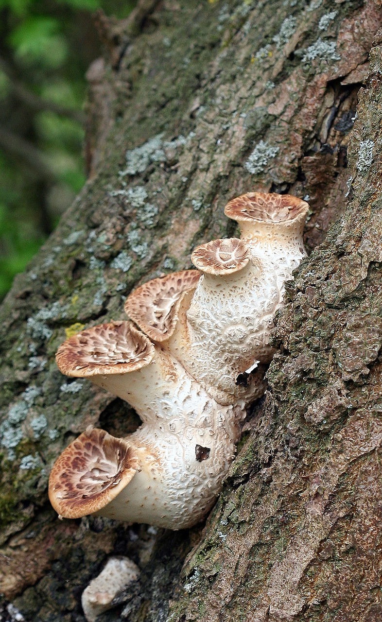 mushroom toadstool poisonous free photo