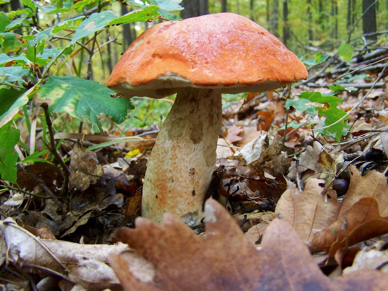 mushroom forest mushroom nature free photo