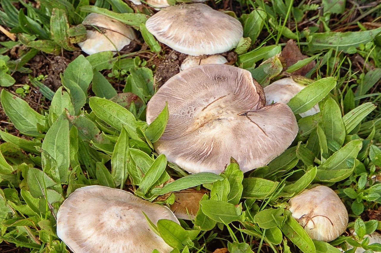 mushroom meadow grass free photo