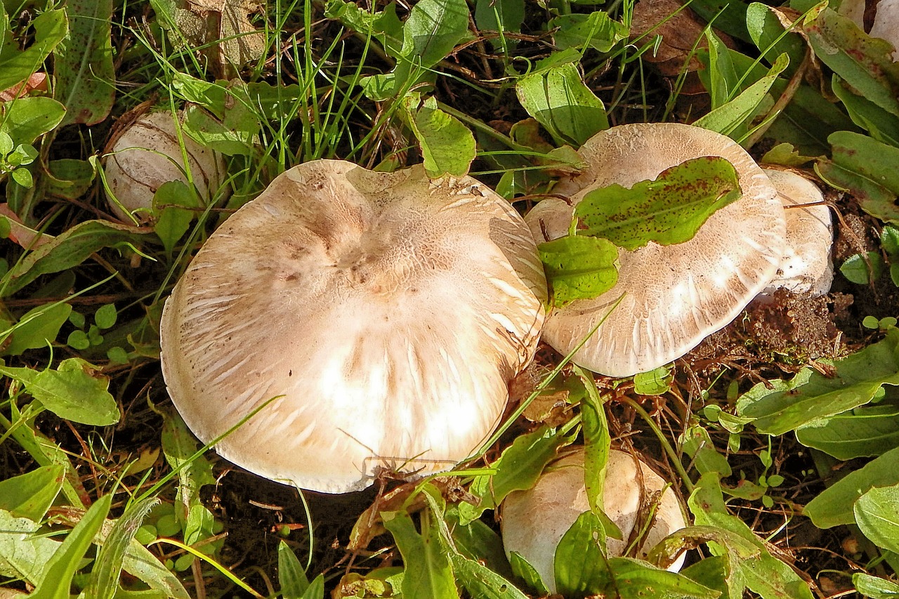 mushroom meadow grass free photo