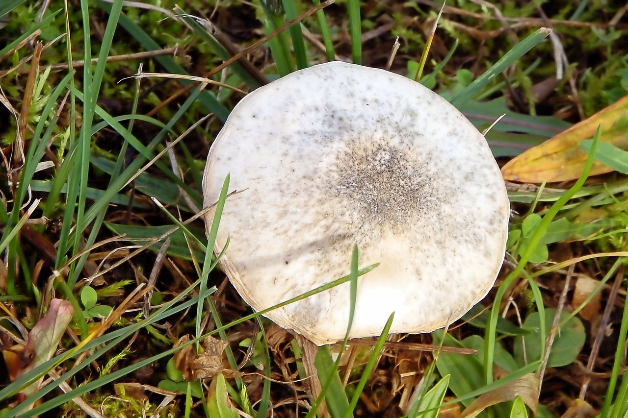 mushroom meadow grass free photo