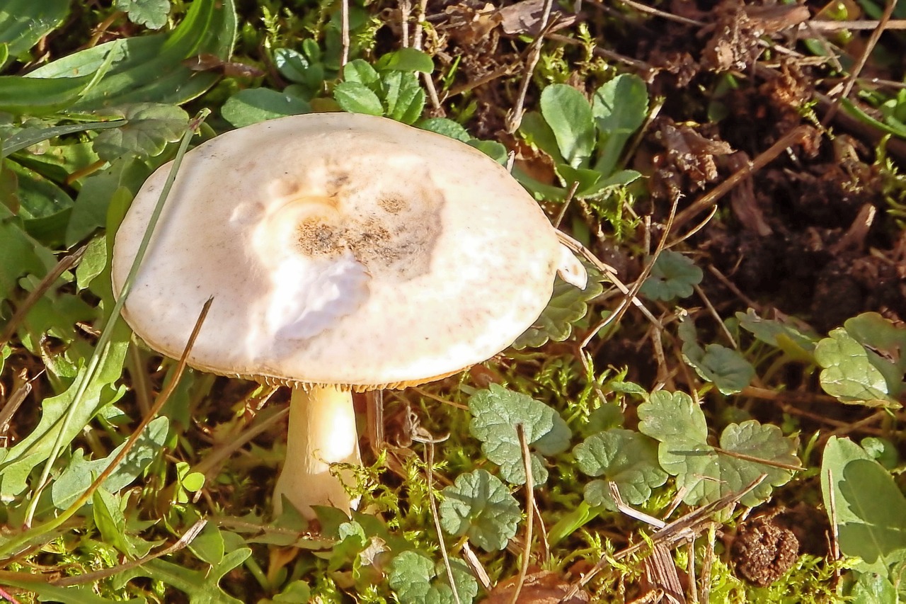 mushroom meadow grass free photo