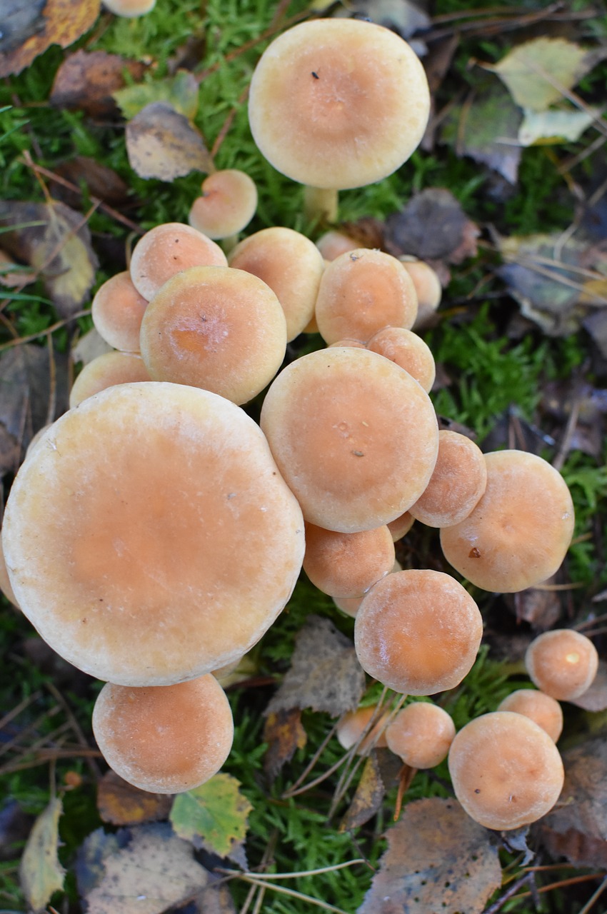 mushroom agaric nature free photo