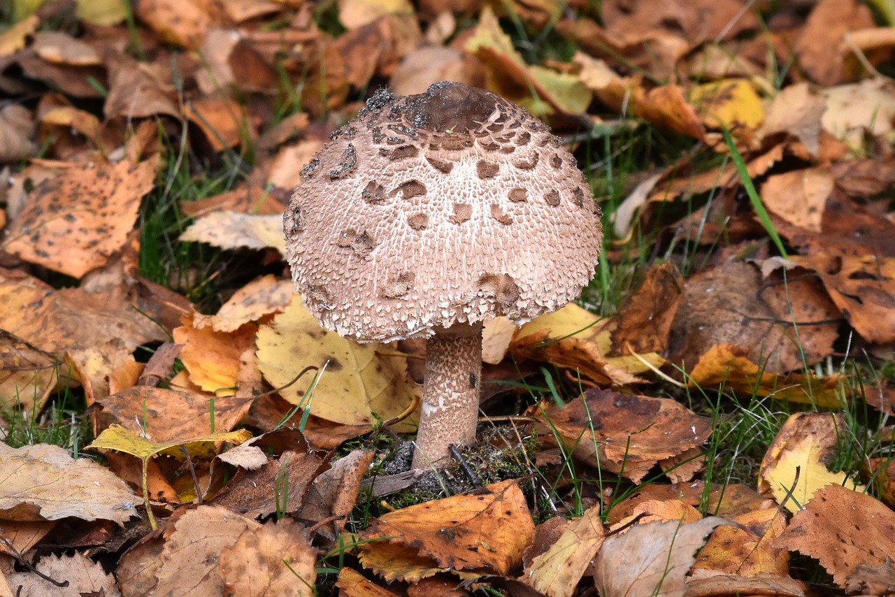 mushroom agaric nature free photo