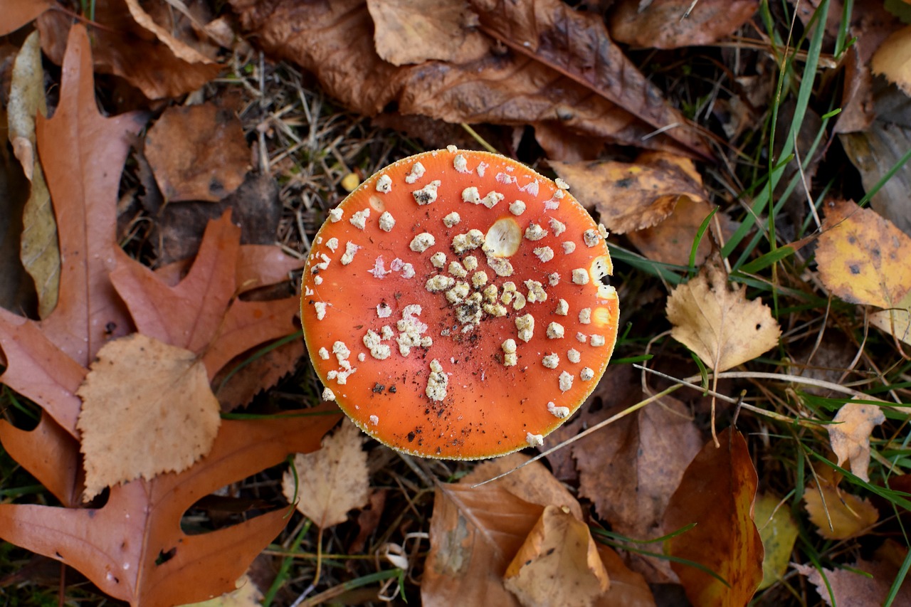 mushroom agaric nature free photo