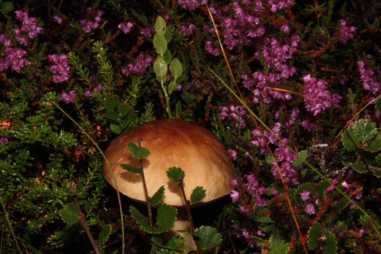 mushroom cap iceland free photo