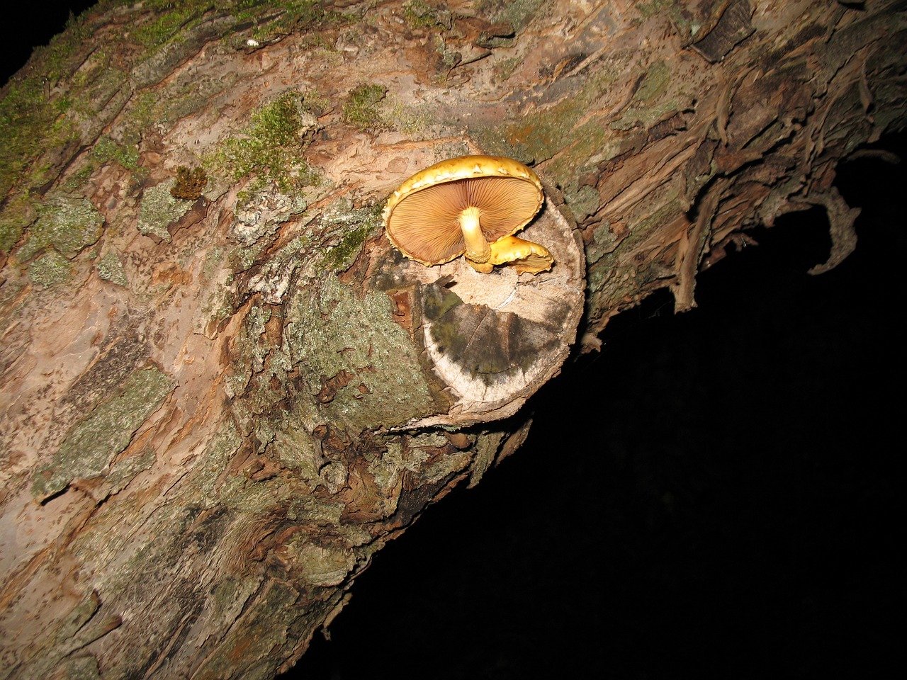 mushroom nature tree free photo