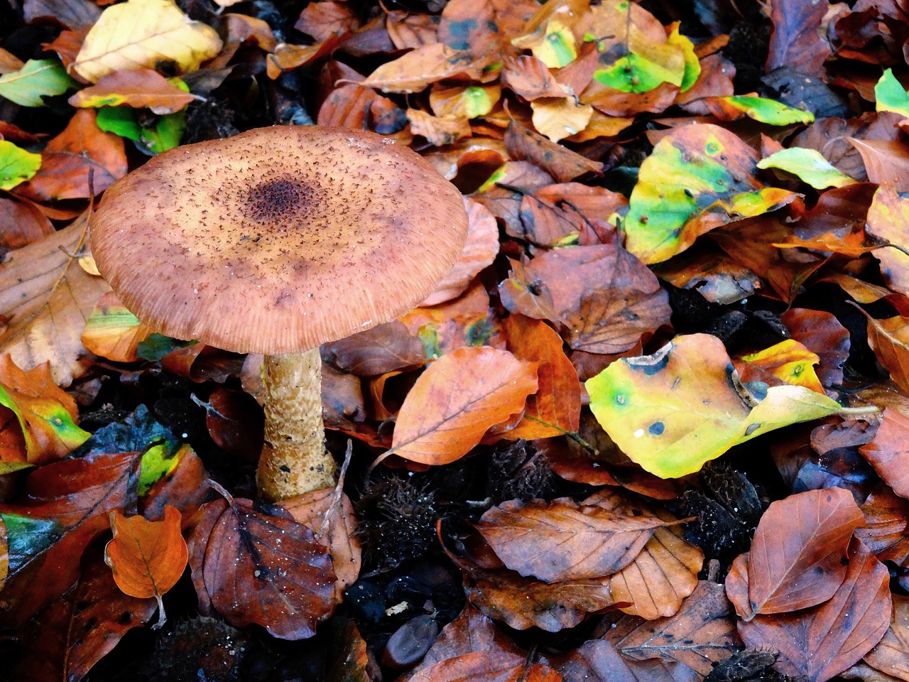 mushroom autumn forest free photo