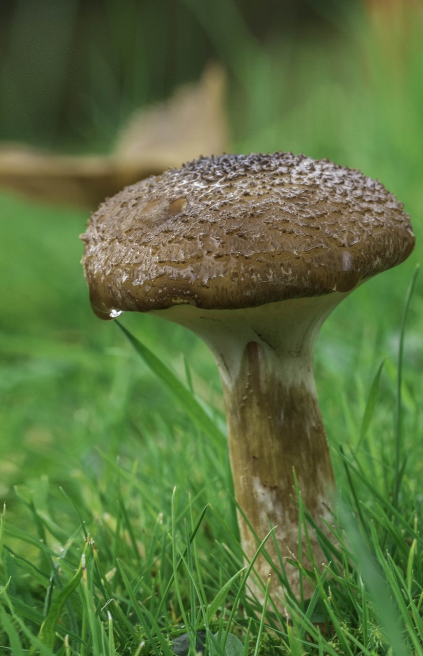 mushroom fungi toadstool free photo