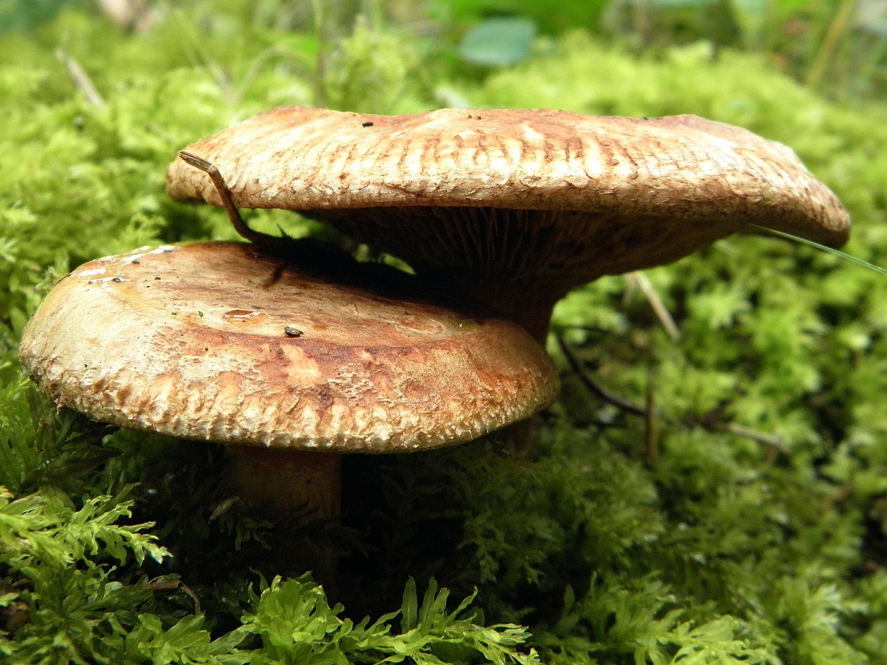 mushroom mushrooms nature free photo