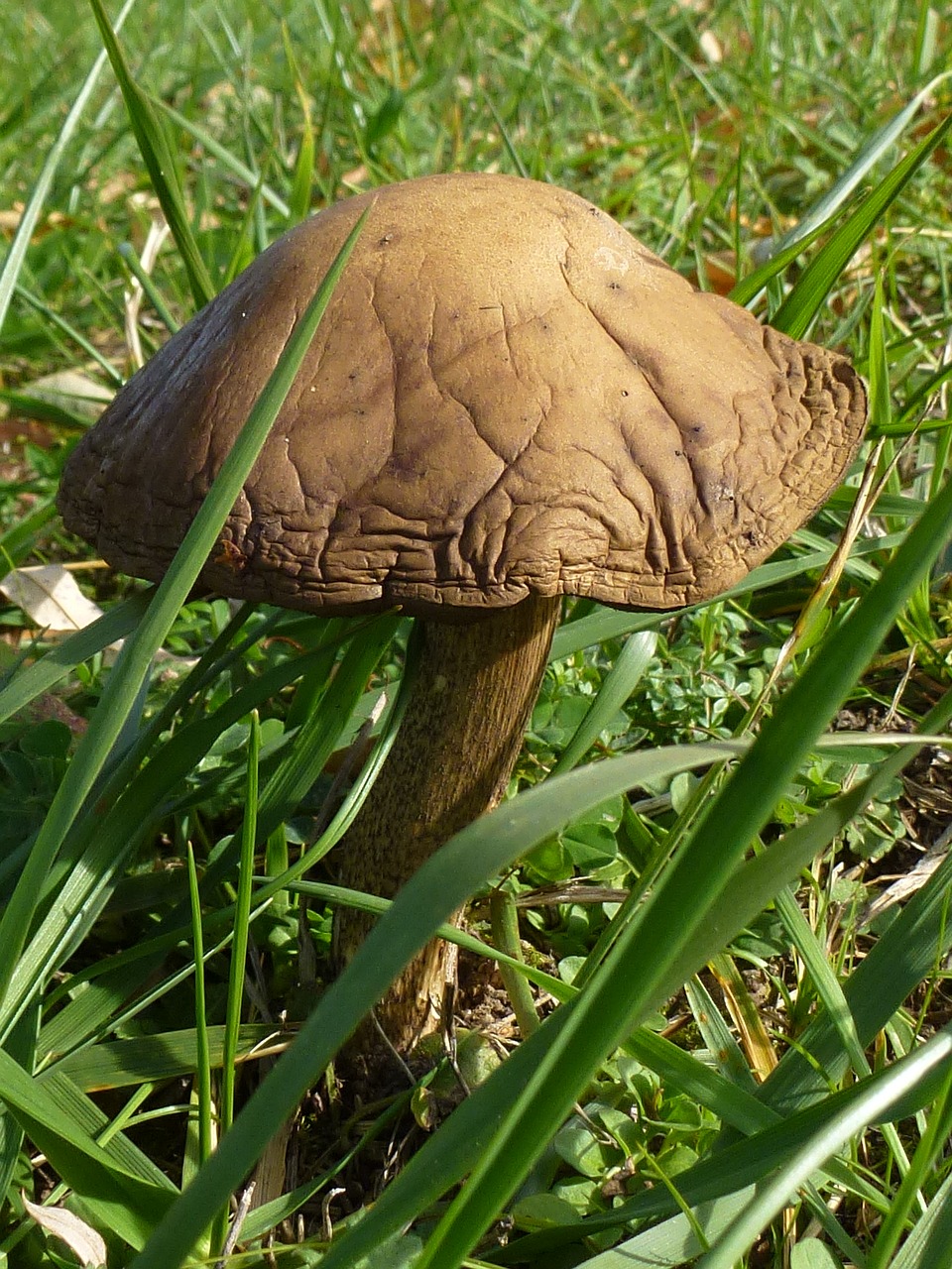 mushroom autumn meadow free photo