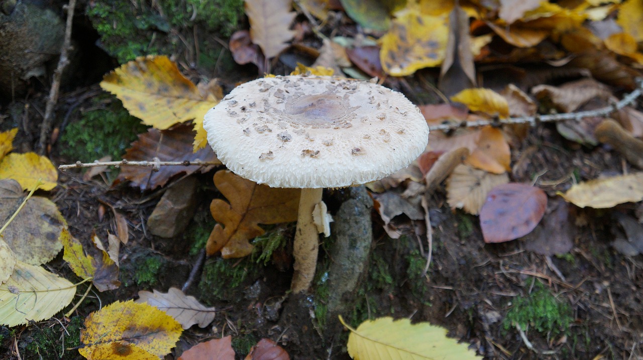 mushroom autumn forest free photo