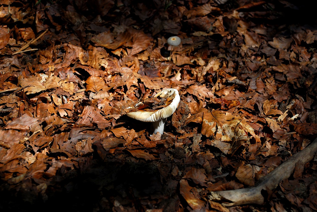 mushroom autumn forest free photo