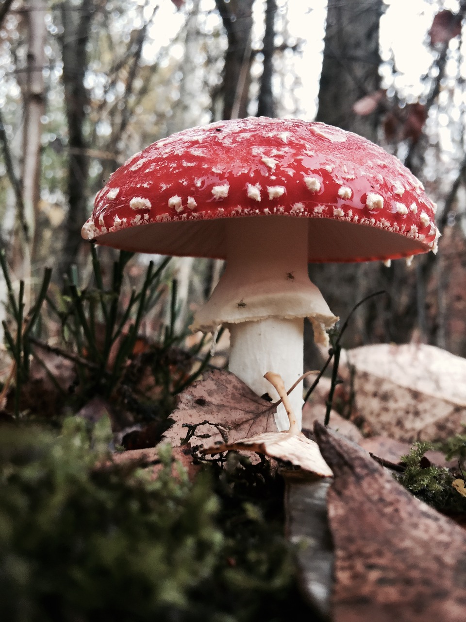 mushroom forest nature free photo