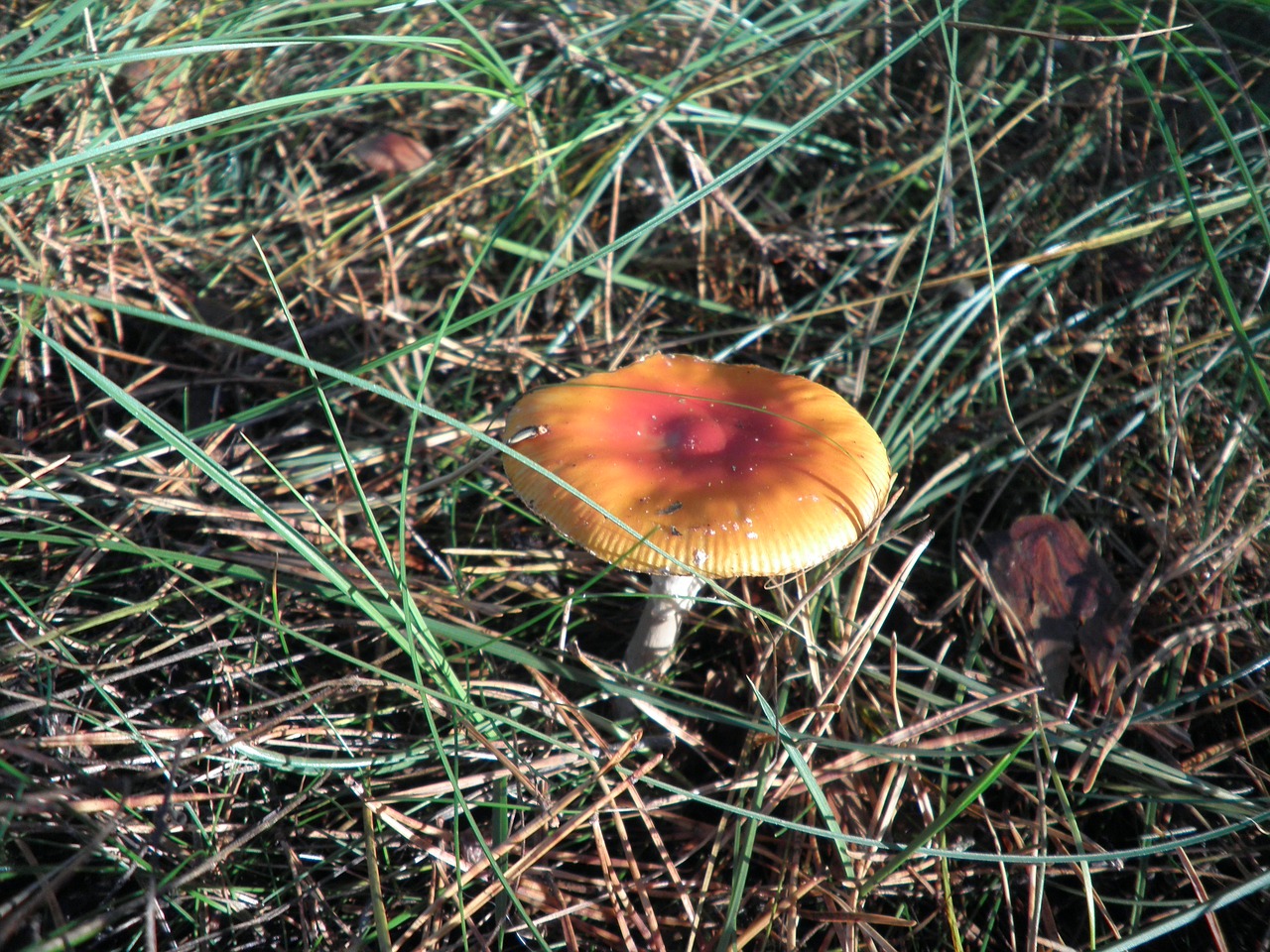 mushroom red forest free photo