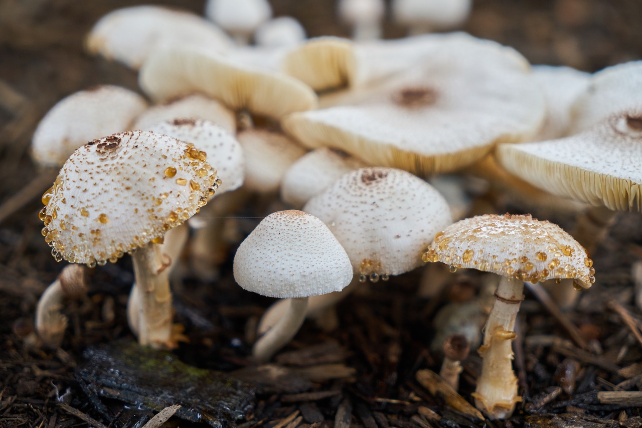 mushroom nature plant free photo