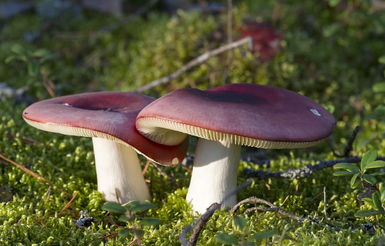 mushroom autumn forest free photo