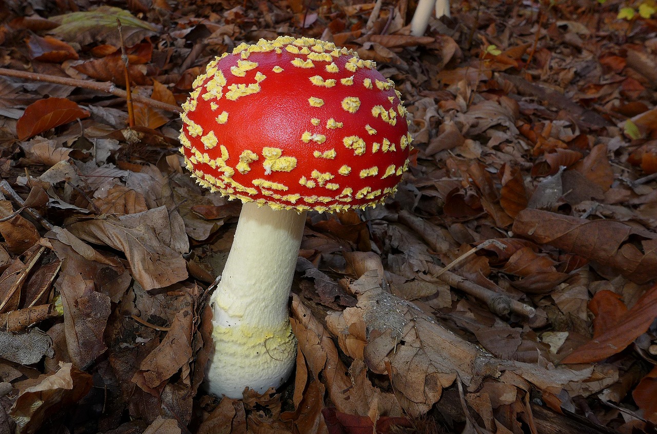 mushroom agaric free pictures free photo