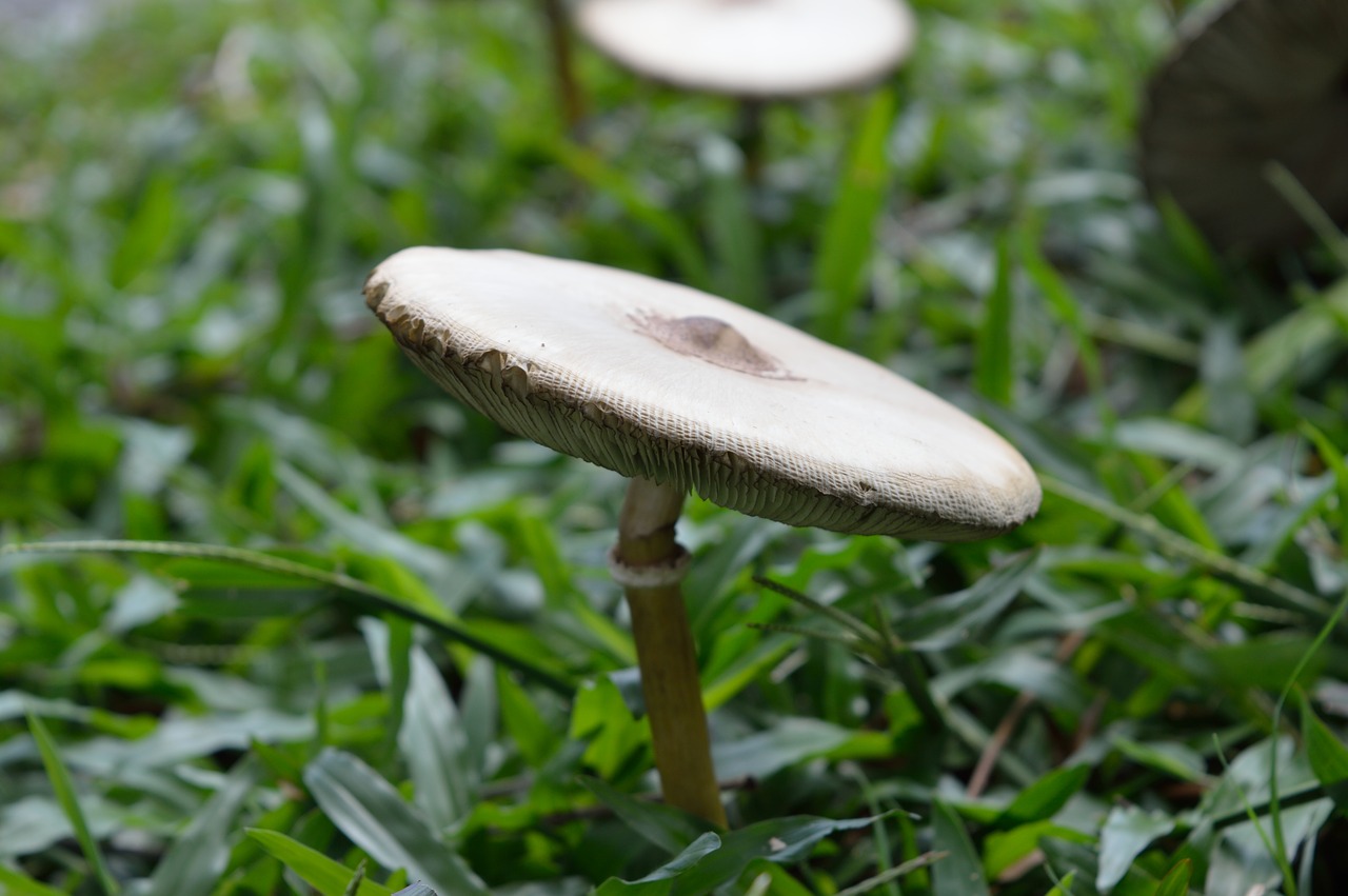 mushroom fungi cap free photo