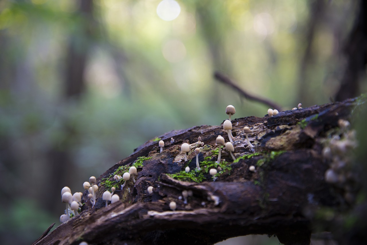 mushroom nature autumn free photo