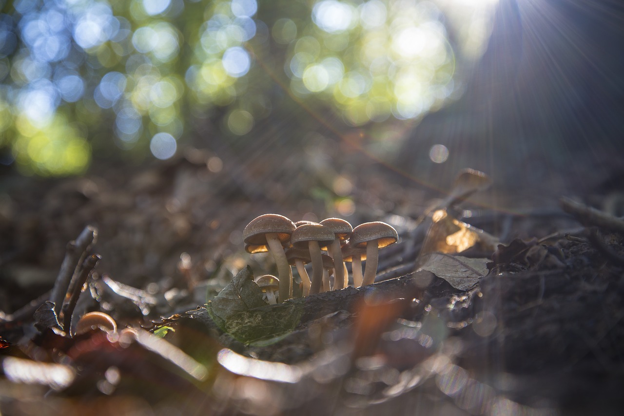 mushroom nature autumn free photo