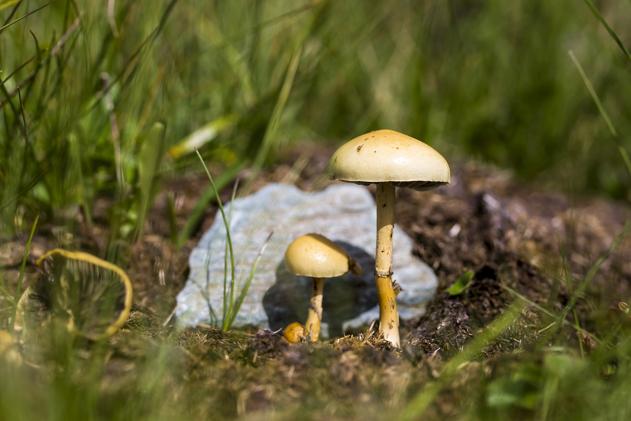 mushroom meadow nature free photo