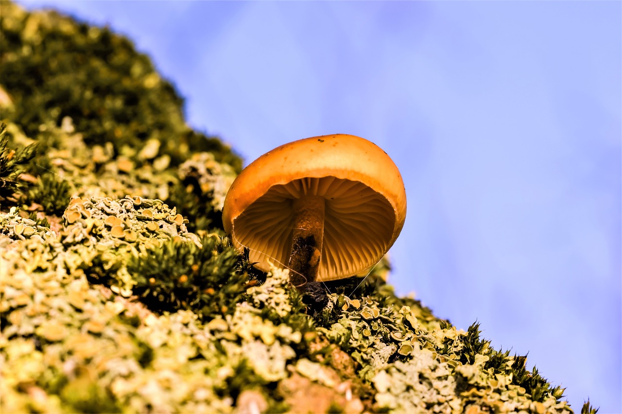 mushroom moss fungus on tree free photo