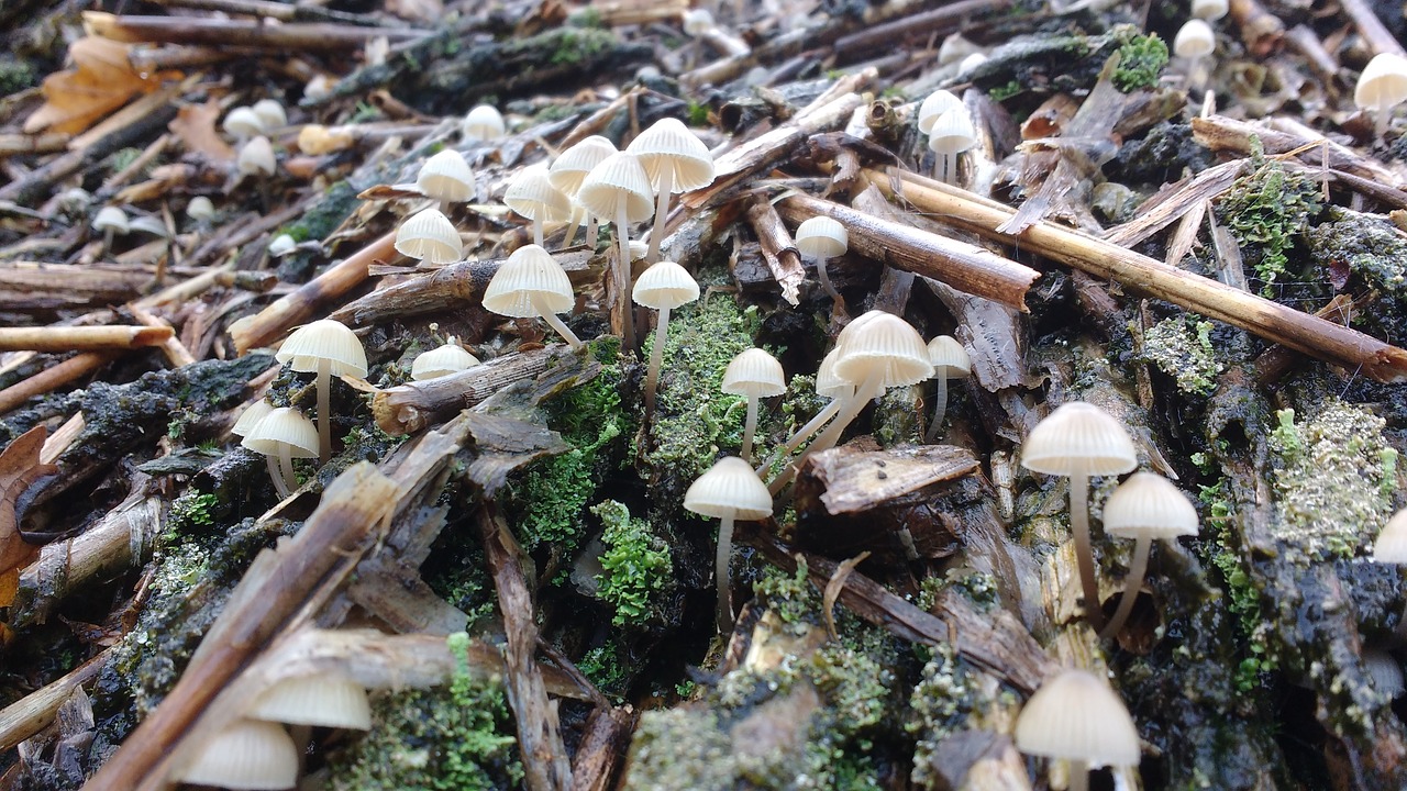 mushroom autumn straw free photo