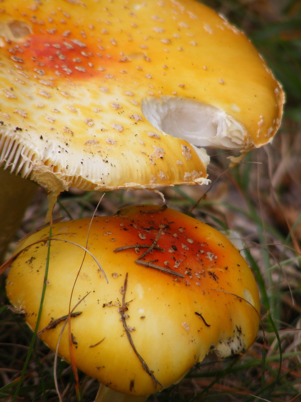 mushroom fungus colorful free photo