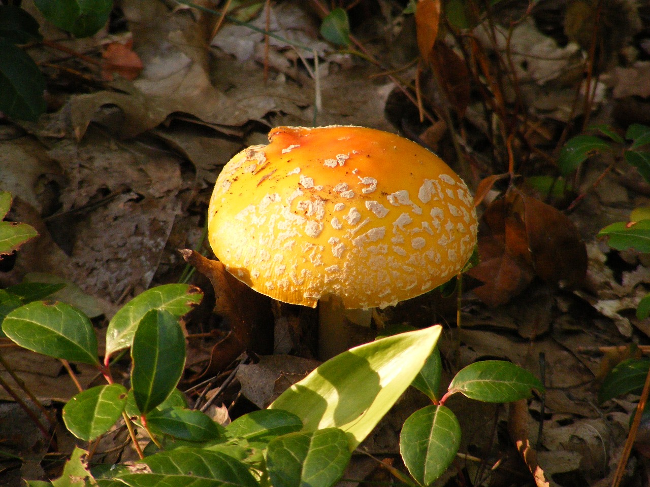 mushroom fungus colorful free photo