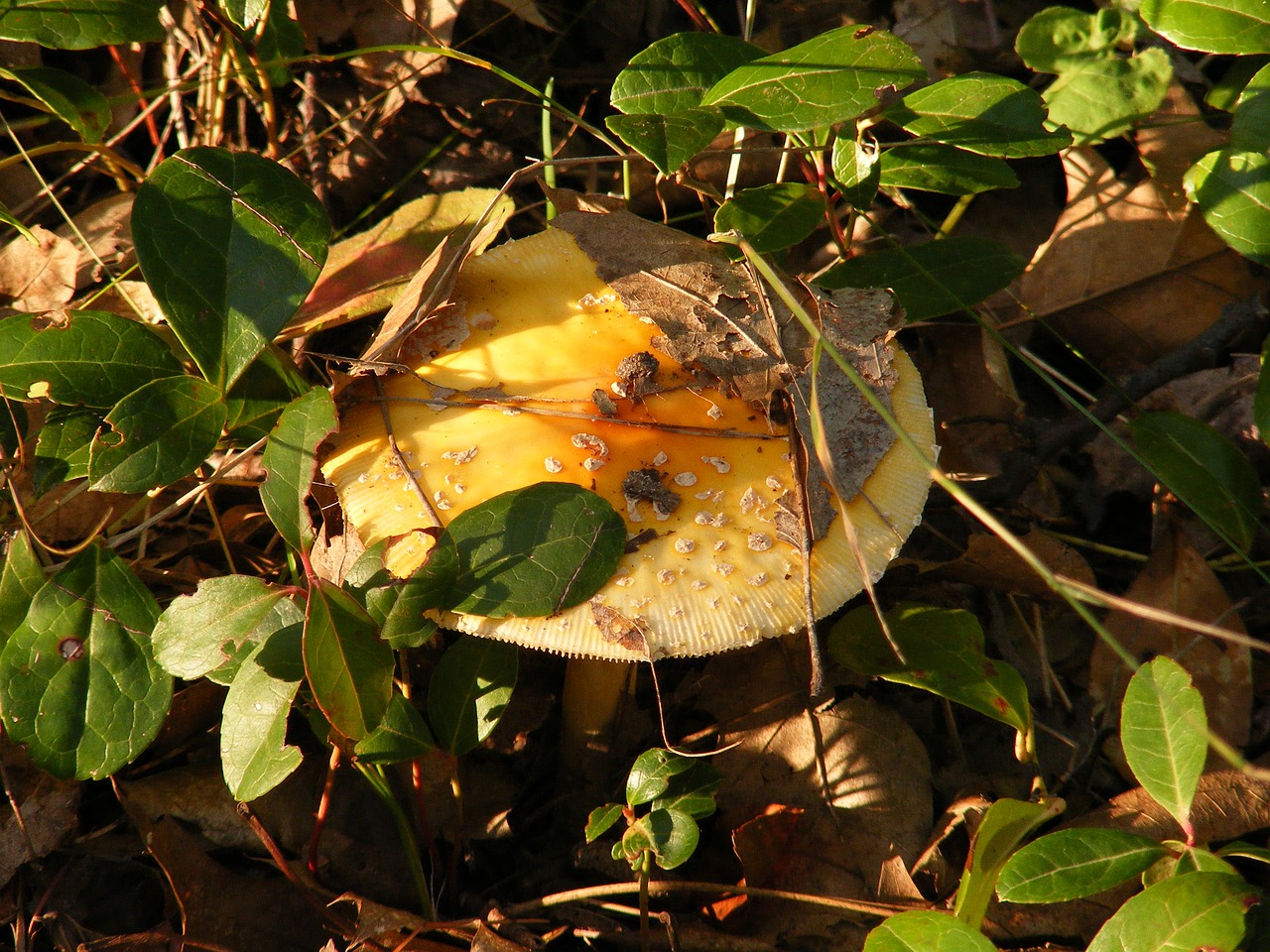 mushroom fungus colorful free photo