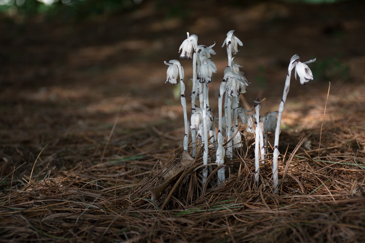 mushroom indian pipe fungi free photo