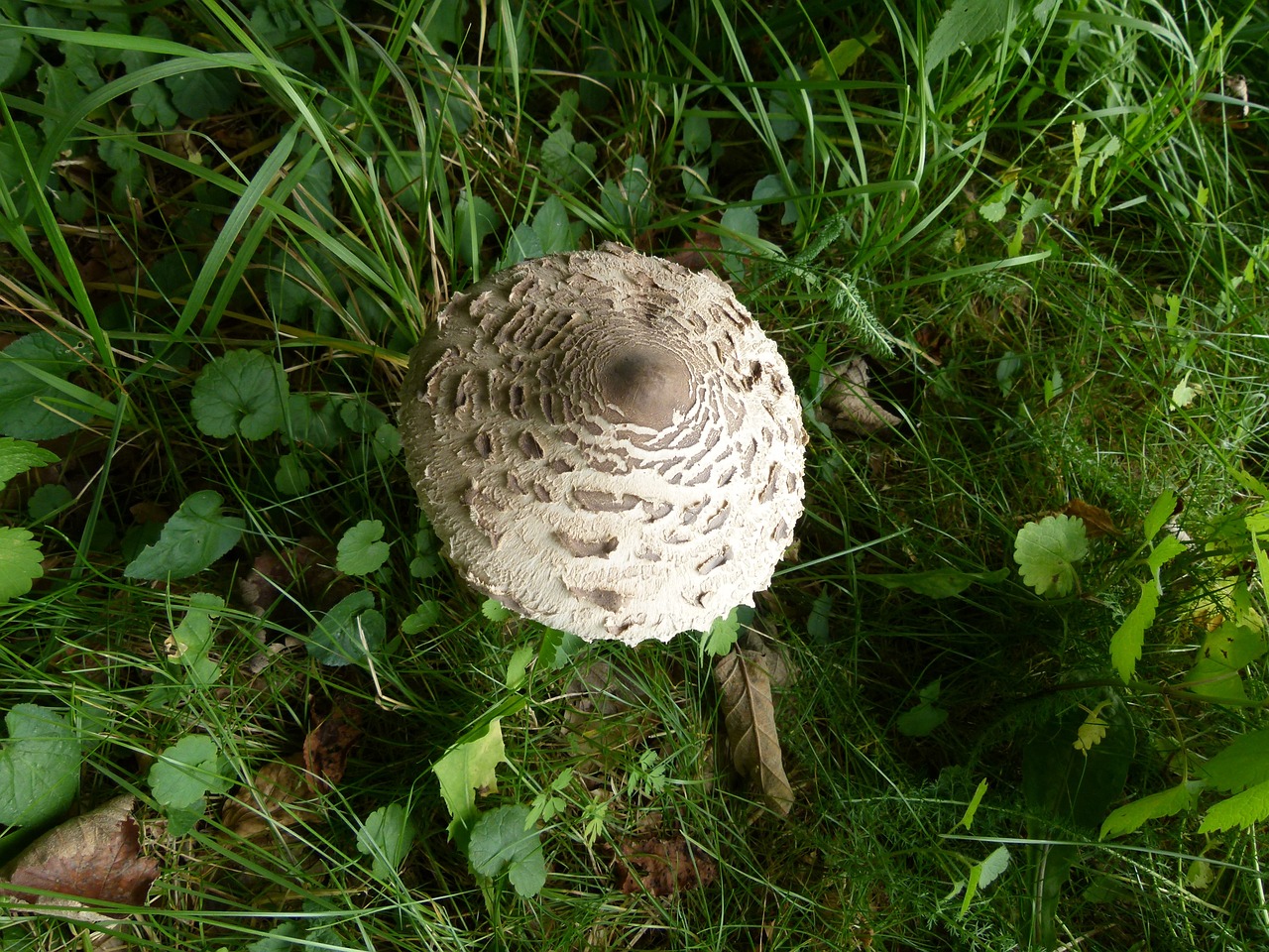 mushroom food fungi free photo