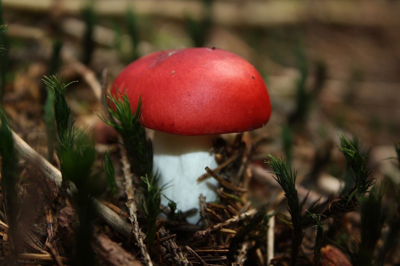 mushroom autumn forest free photo