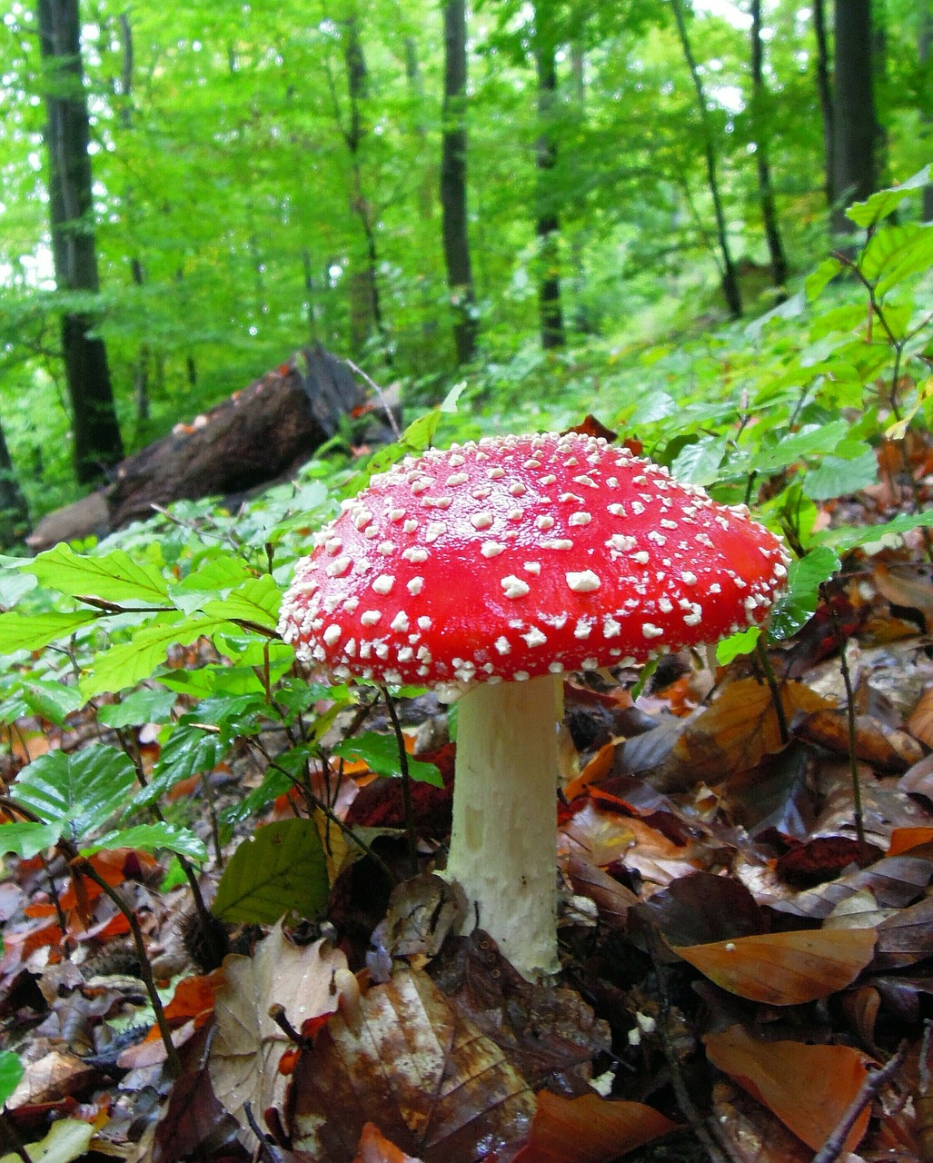 mushroom fly agaric spotted free photo