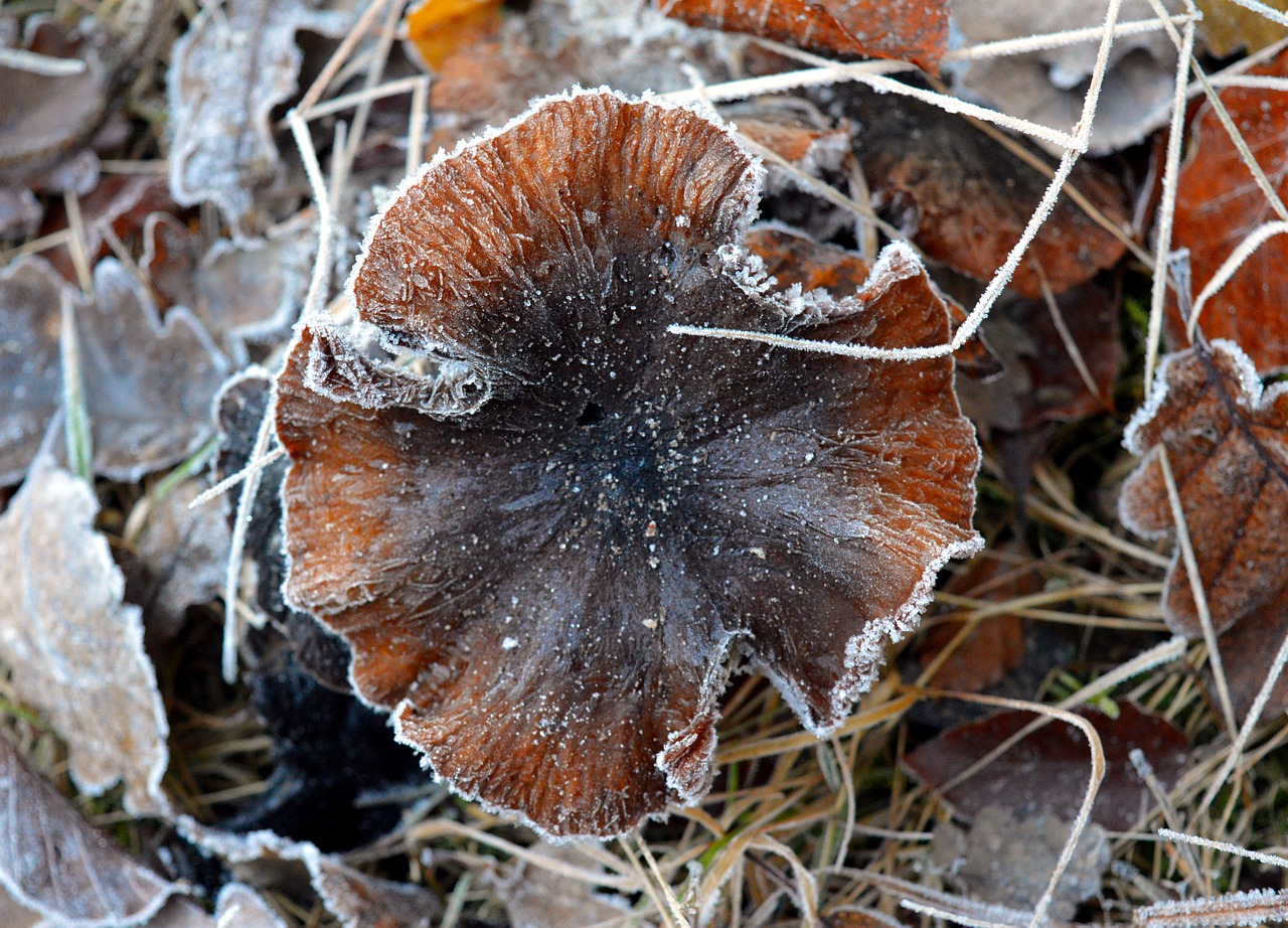 mushroom nature brown free photo