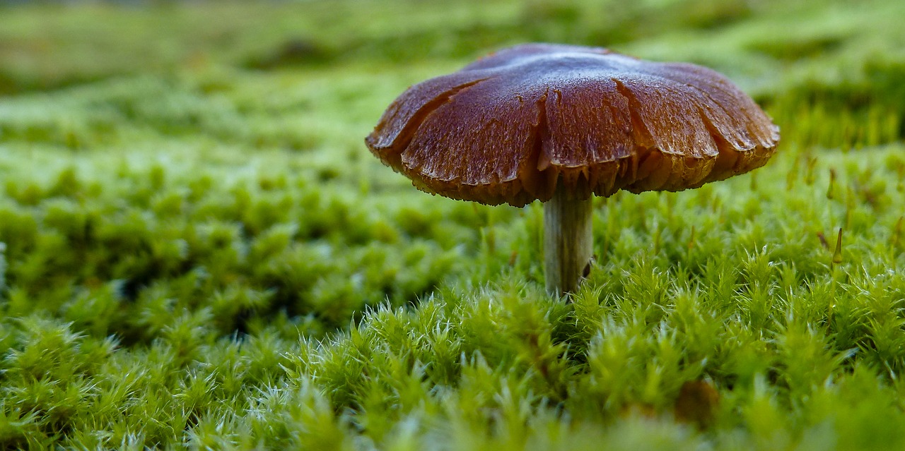 mushroom moos green free photo