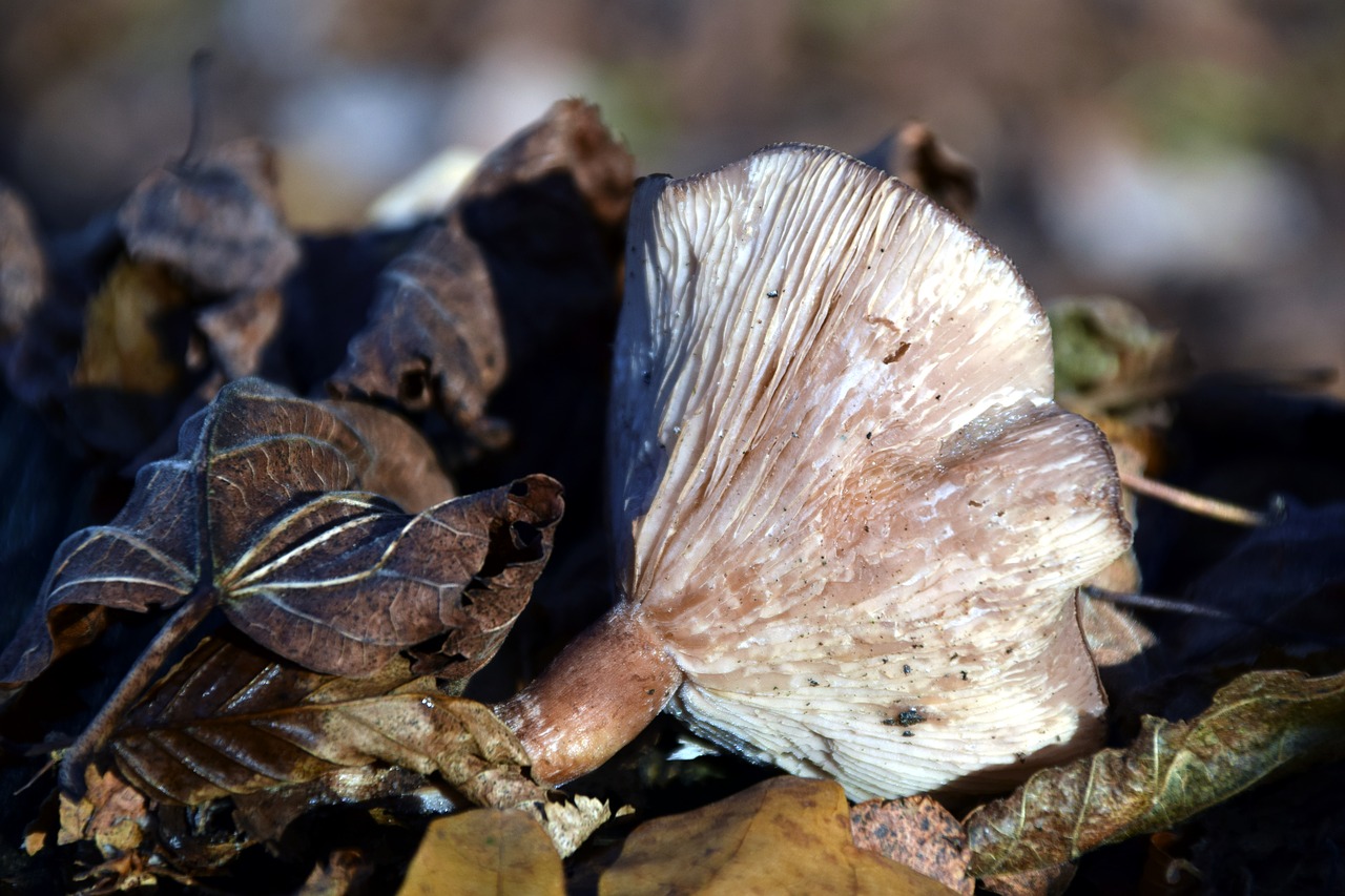 mushroom forest floor forest free photo