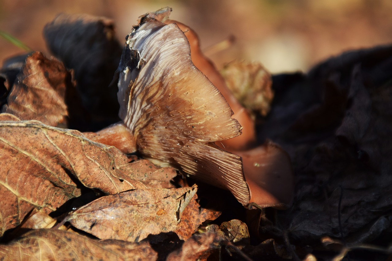 mushroom forest floor forest free photo