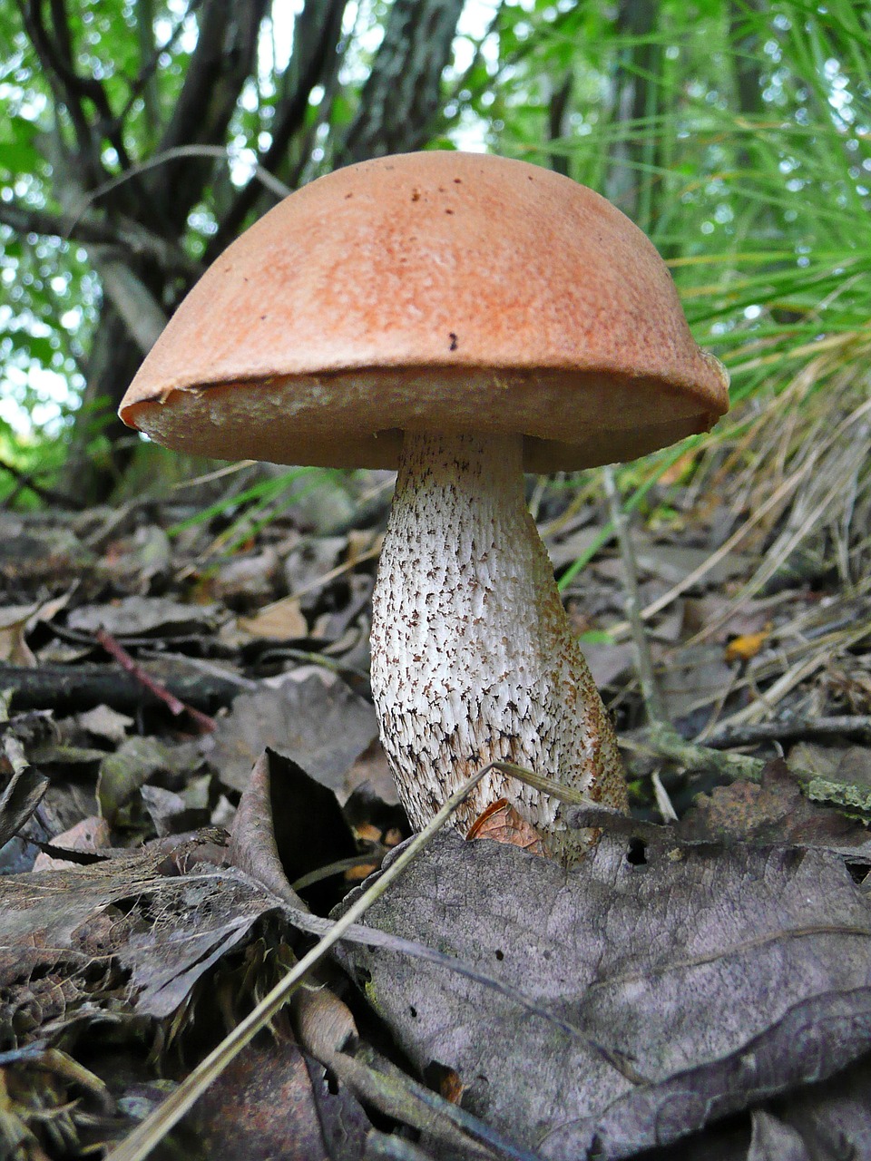 mushroom podberjozovik rough boletus free photo