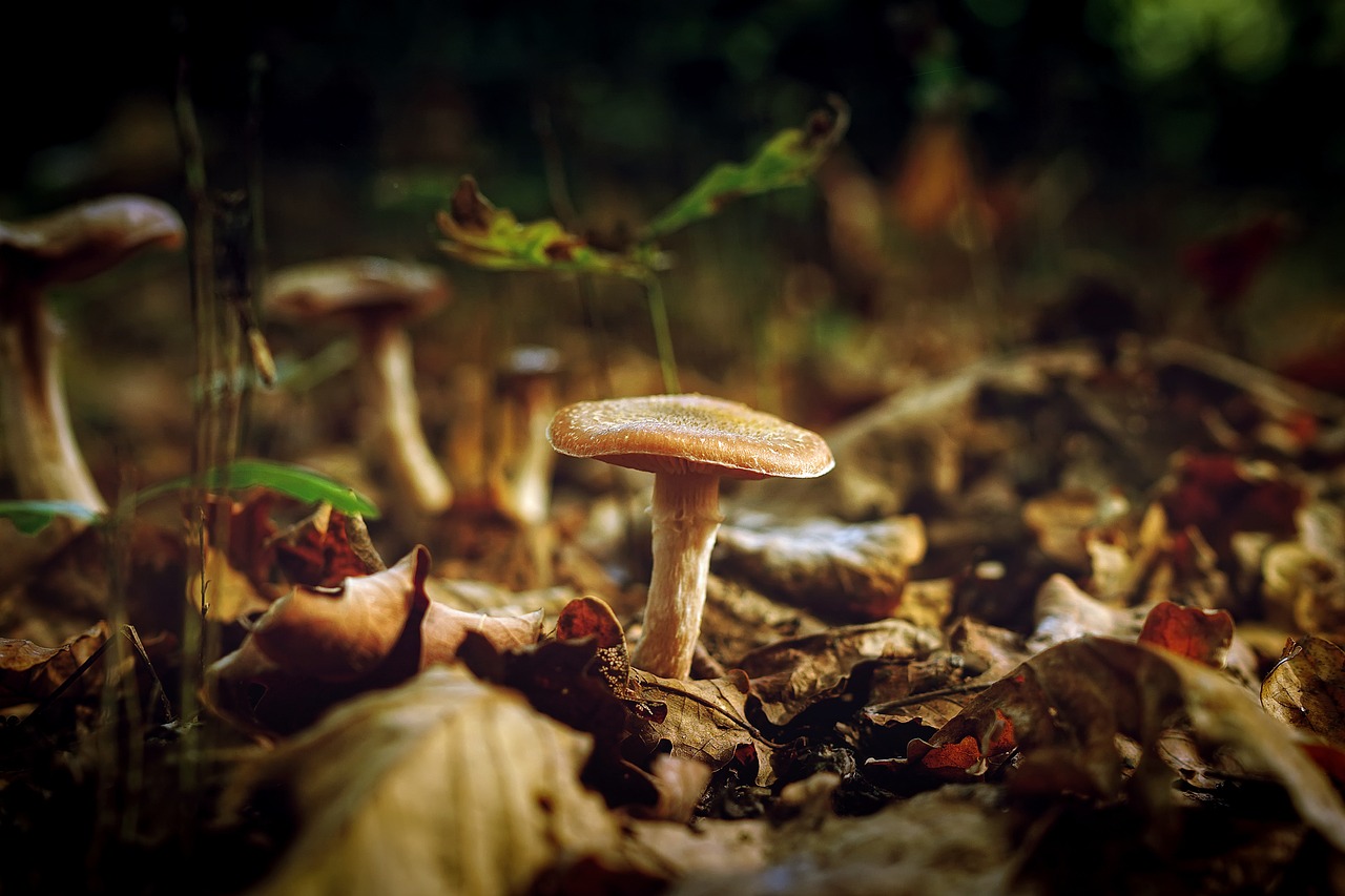 mushroom fungus plant free photo