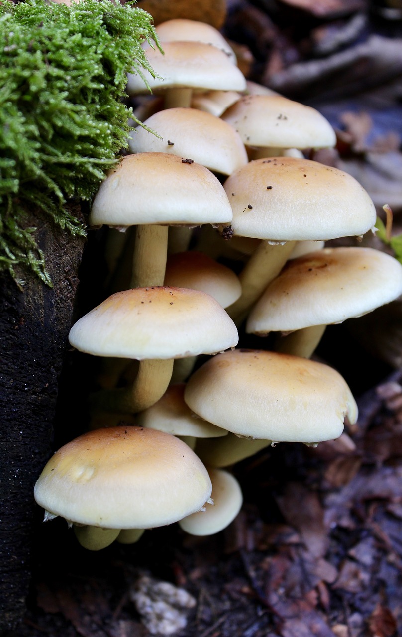 mushroom autumn forest free photo