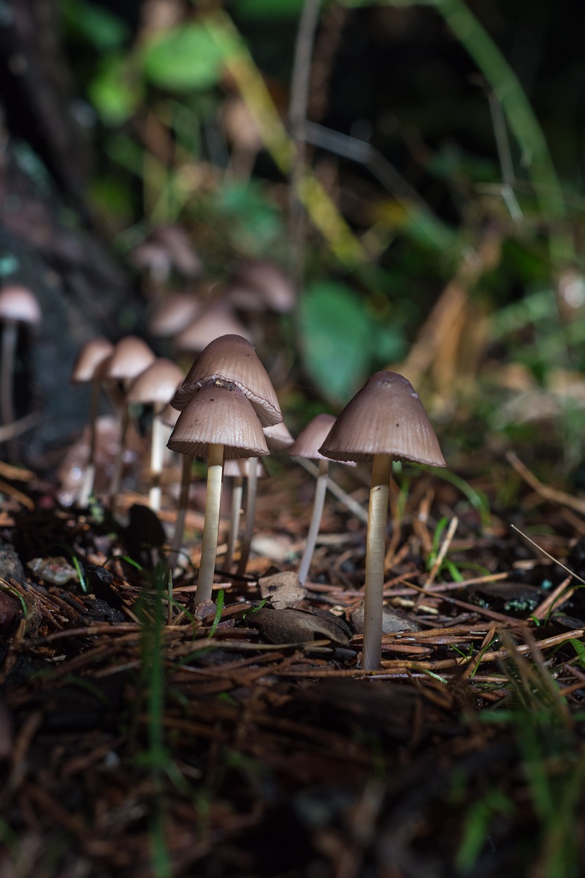 mushrooms grass color free photo