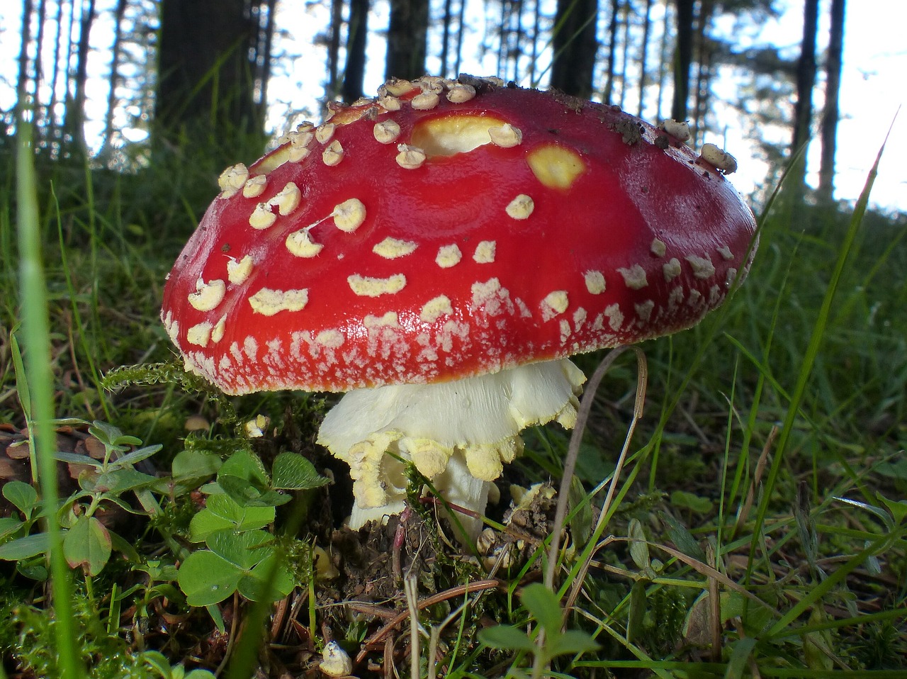 mushroom fly agaric nature free photo